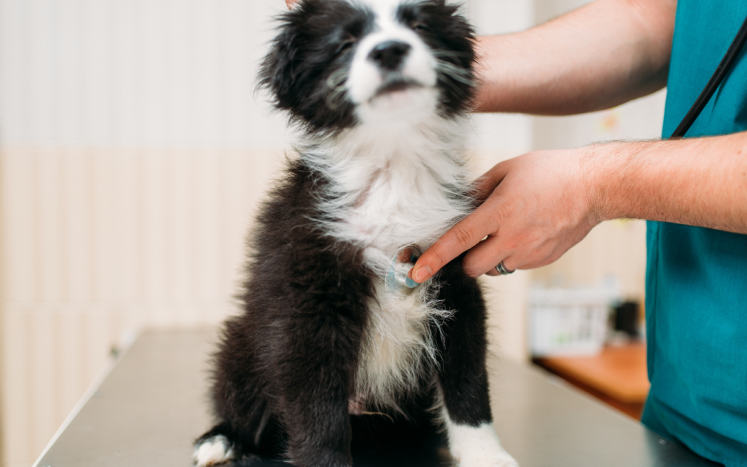 La importancia de la vacuna KC en perros: protección para una vida más saludable